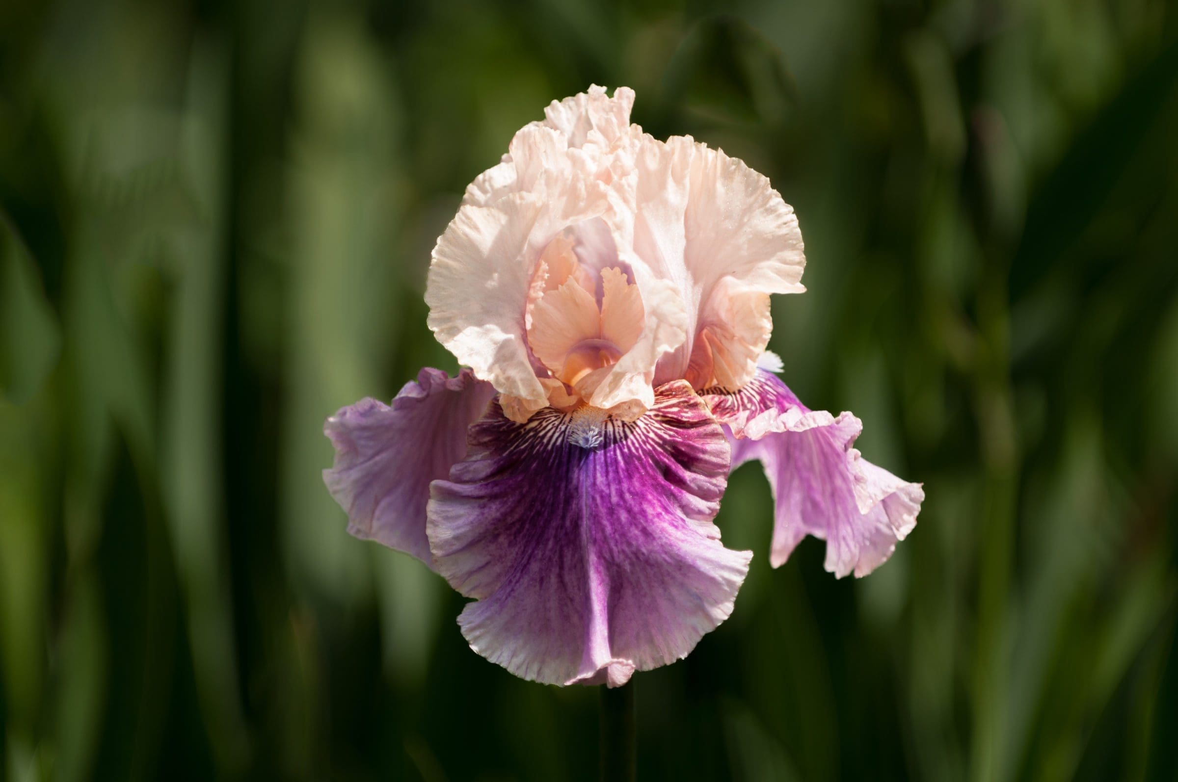 Multicolored Bearded Iris with Cream Standards and Variegated Ma