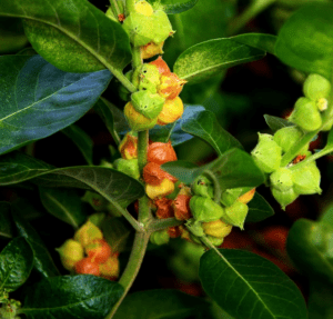 A plant with green leaves and small round fruits sometimes used to address feelings such as anxiety.